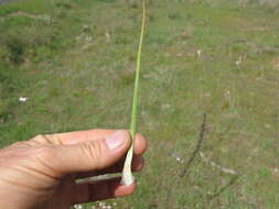 Image of onionweed