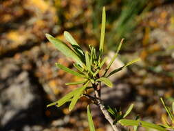 Image of Colliguaja integerrima Gillies & Hook.