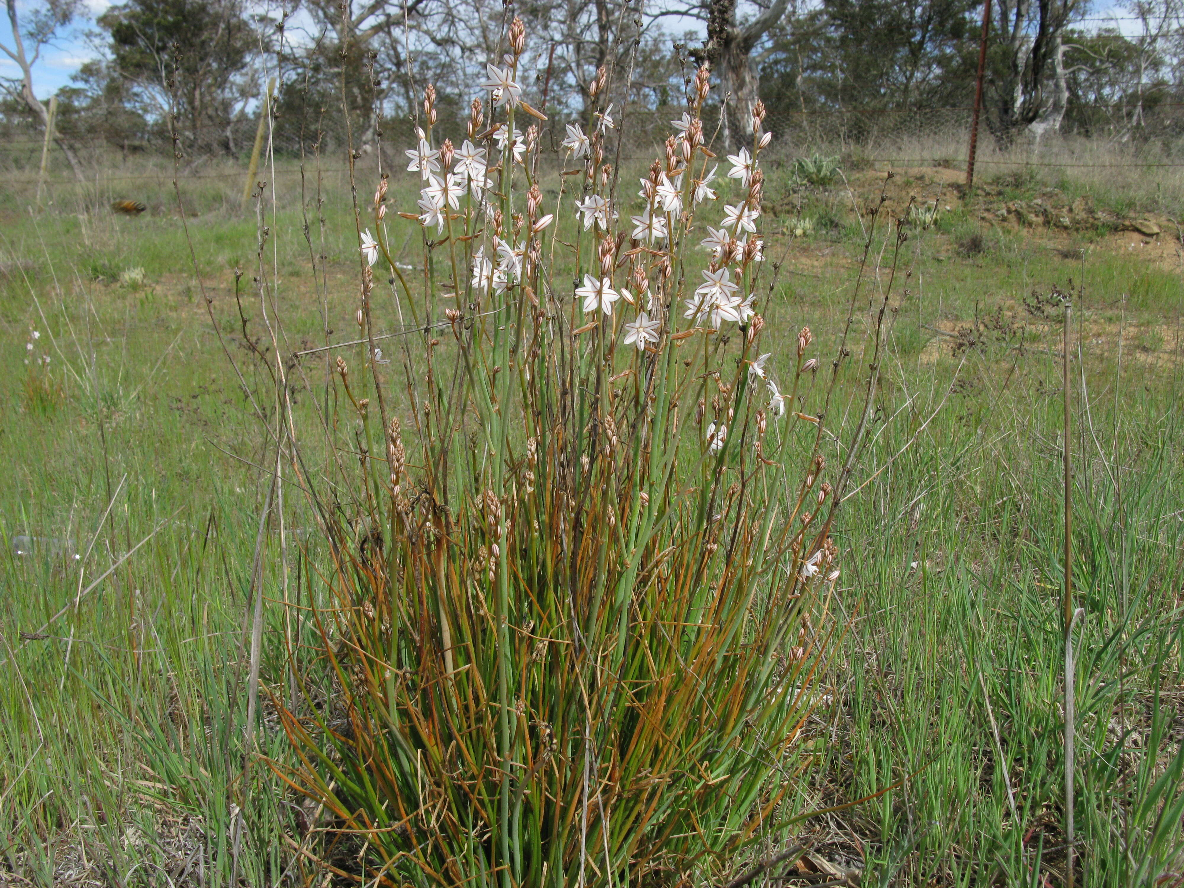 Image of onionweed