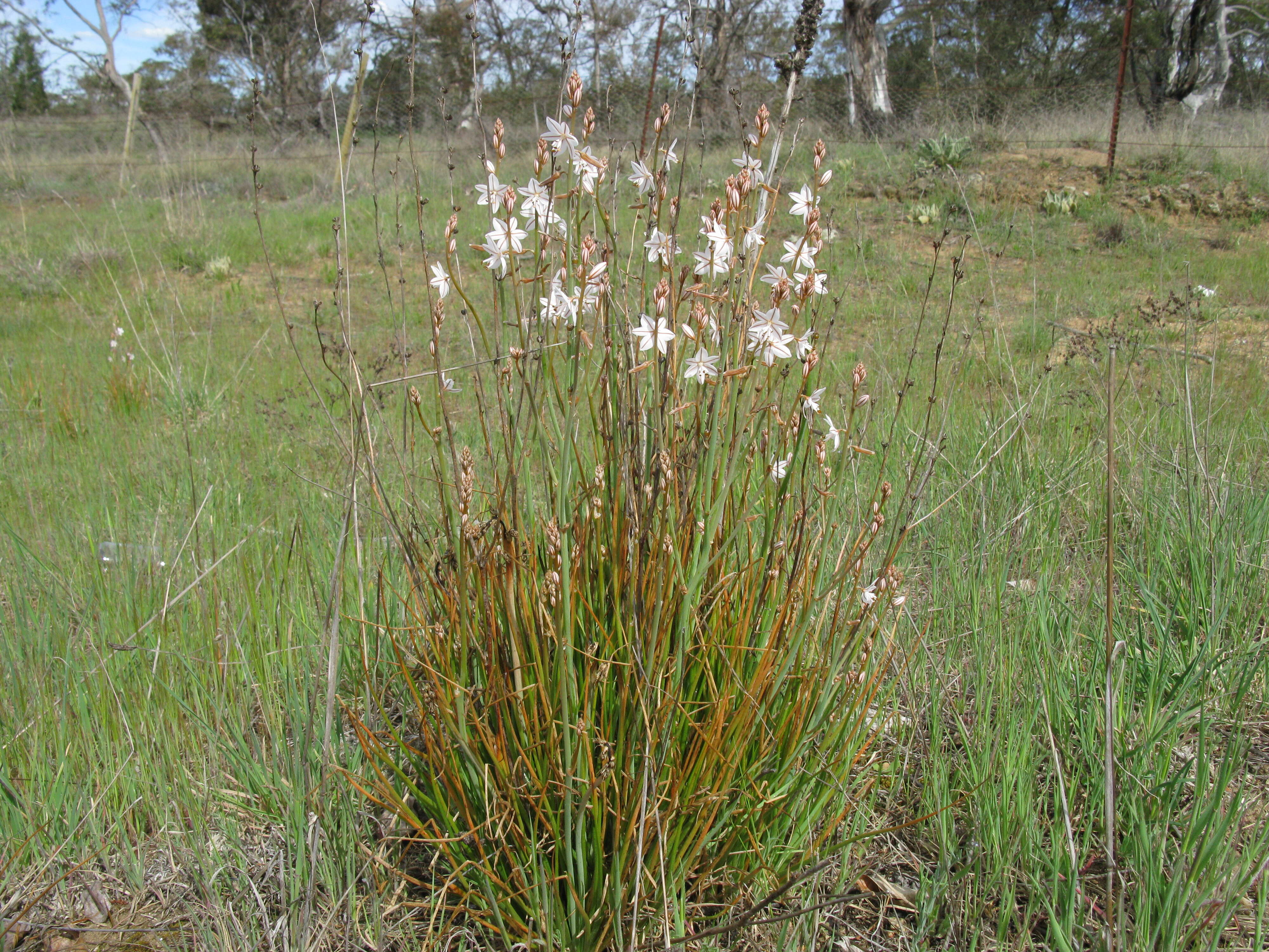 Image of onionweed