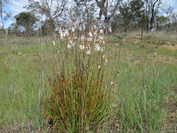 Image of onionweed