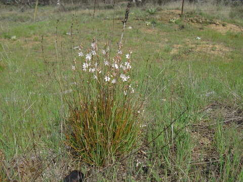 Image of onionweed