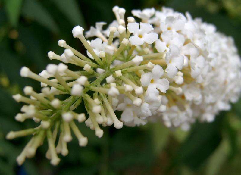 Image of butterfly-bush