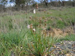 Image of onionweed