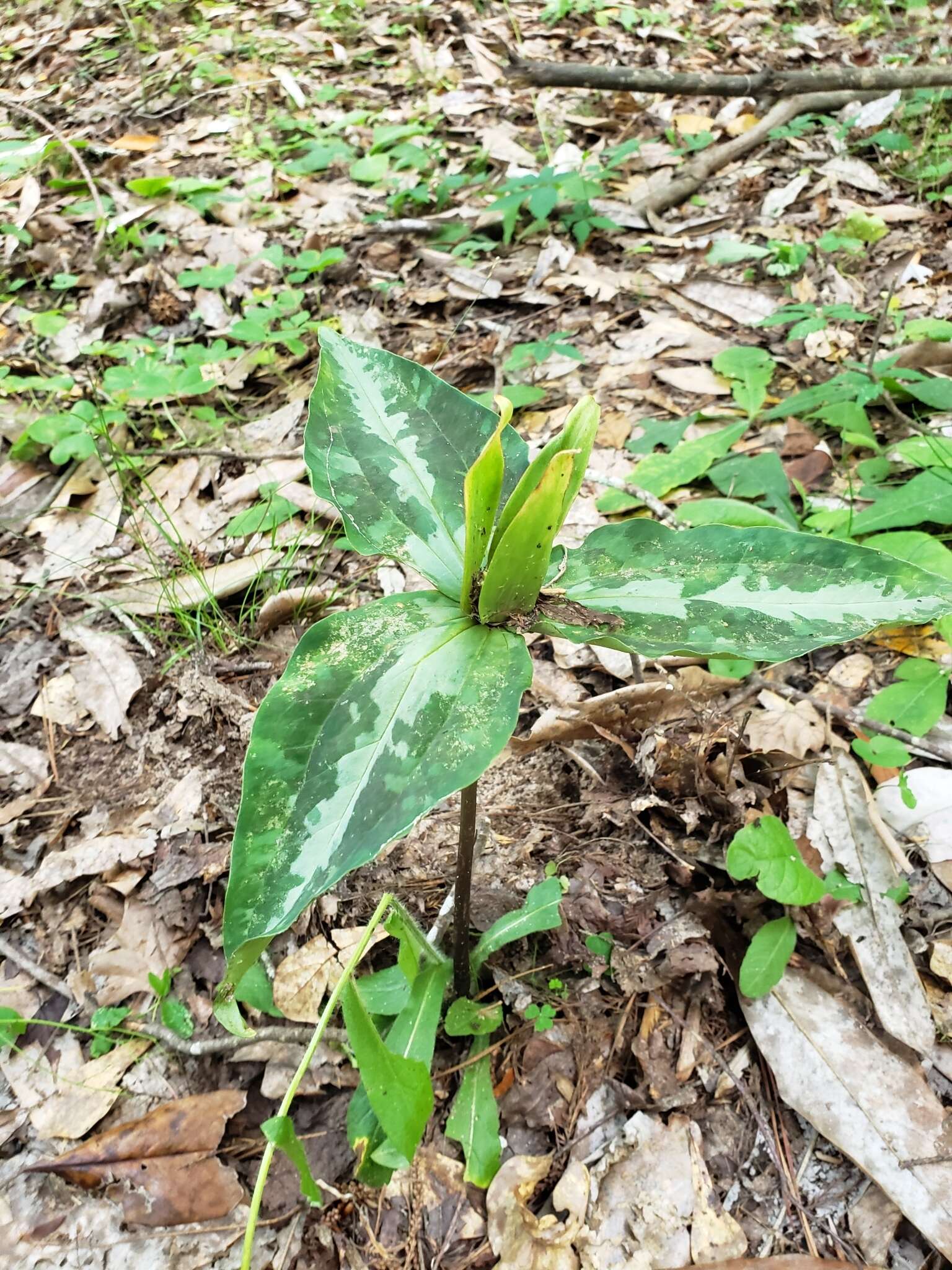 Image de Trillium decipiens J. D. Freeman