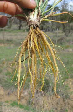 Image of onionweed