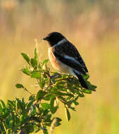 Image of African Stonechat