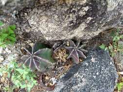 Sivun Echinocereus subinermis subsp. subinermis kuva