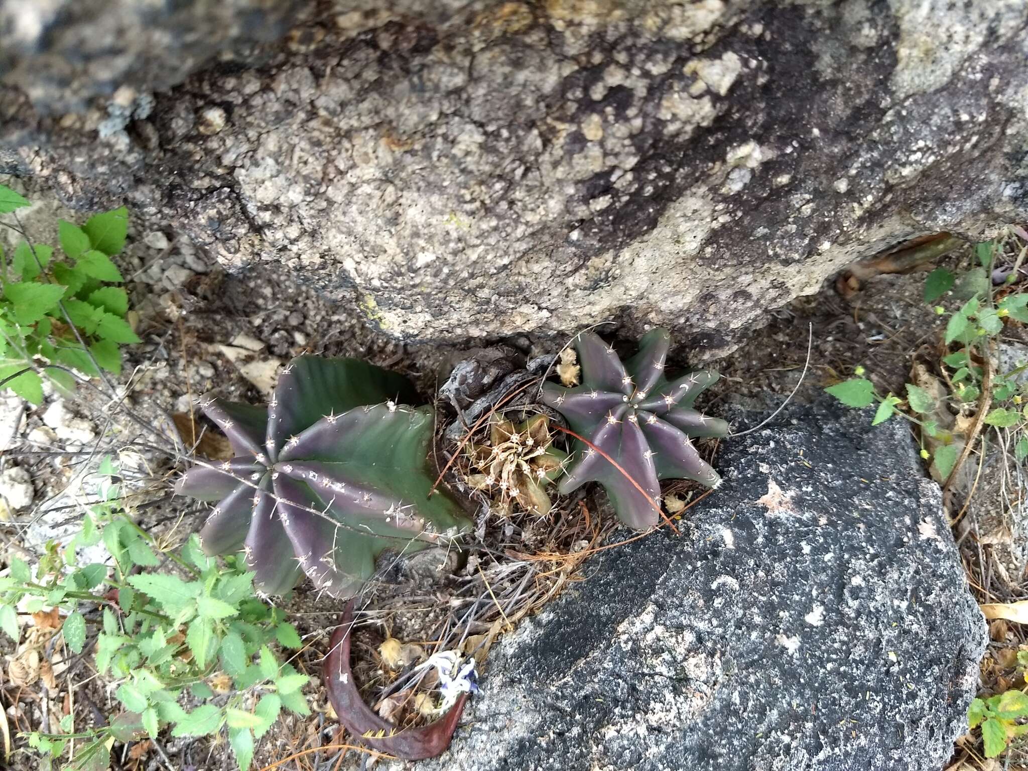 Sivun Echinocereus subinermis subsp. subinermis kuva