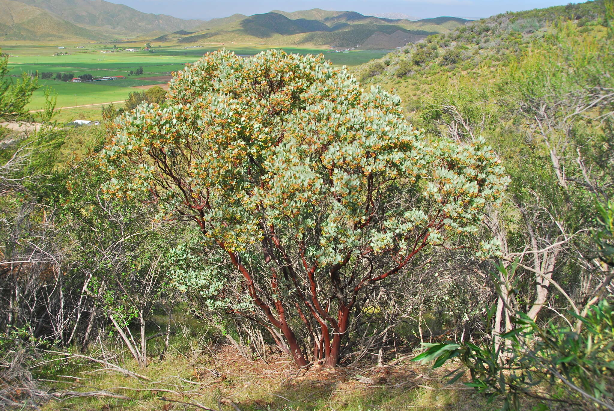 Image of Arctostaphylos incognita J. E. Keeley, A. Massihi, J. Delgadillo Rodriguez & S. A. Hirales