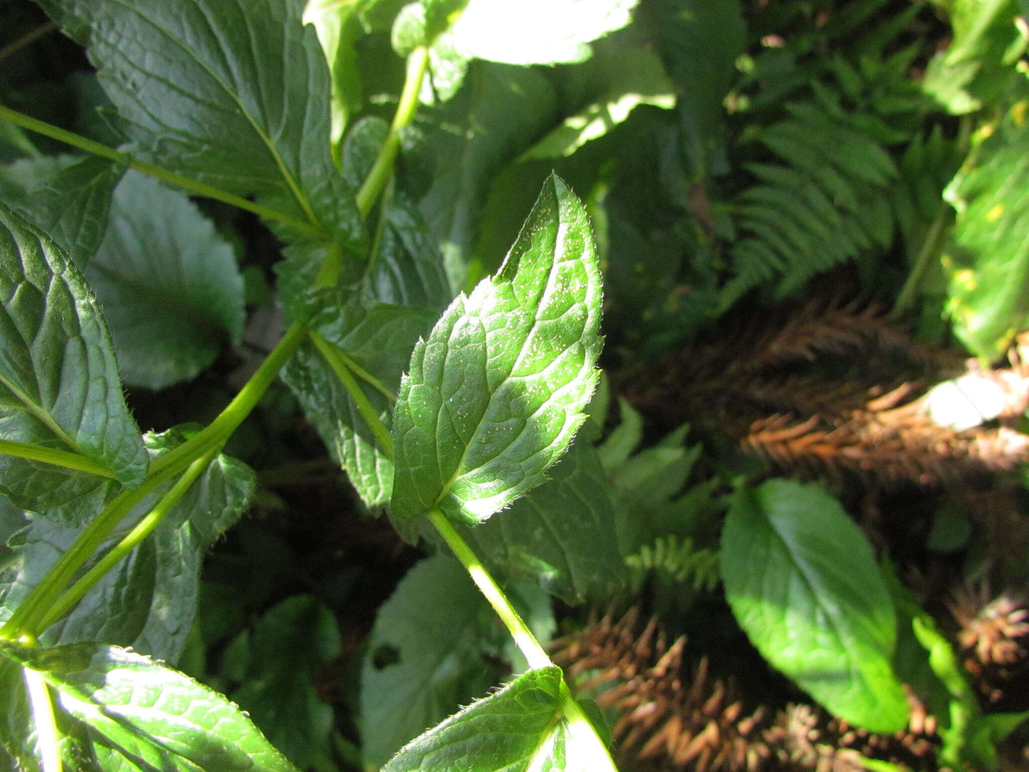 Image of Leptostelma catharinense (Cabrera) A. M. Teles & Sobral