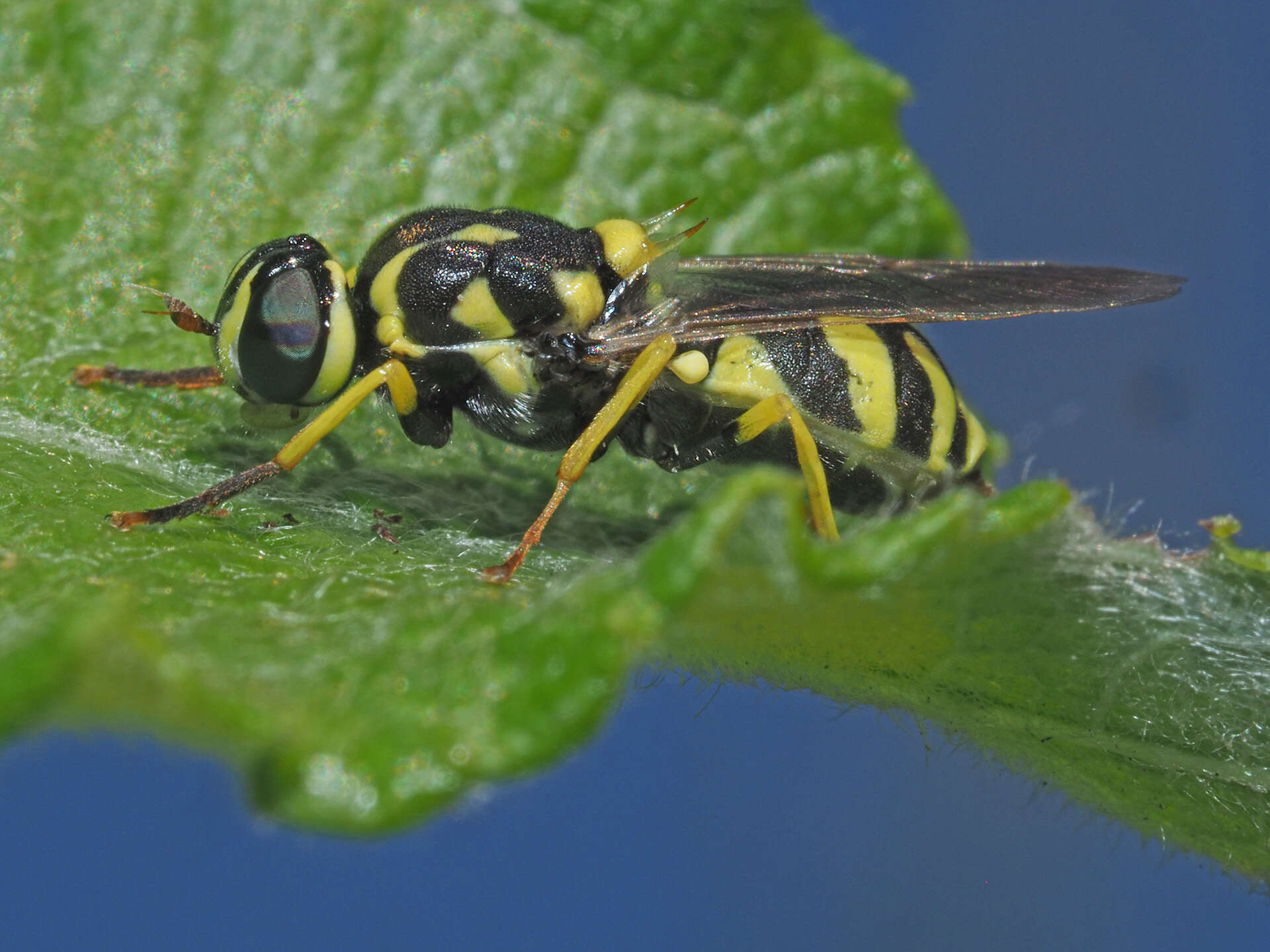 Image of Oxycera meigenii Staeger 1844