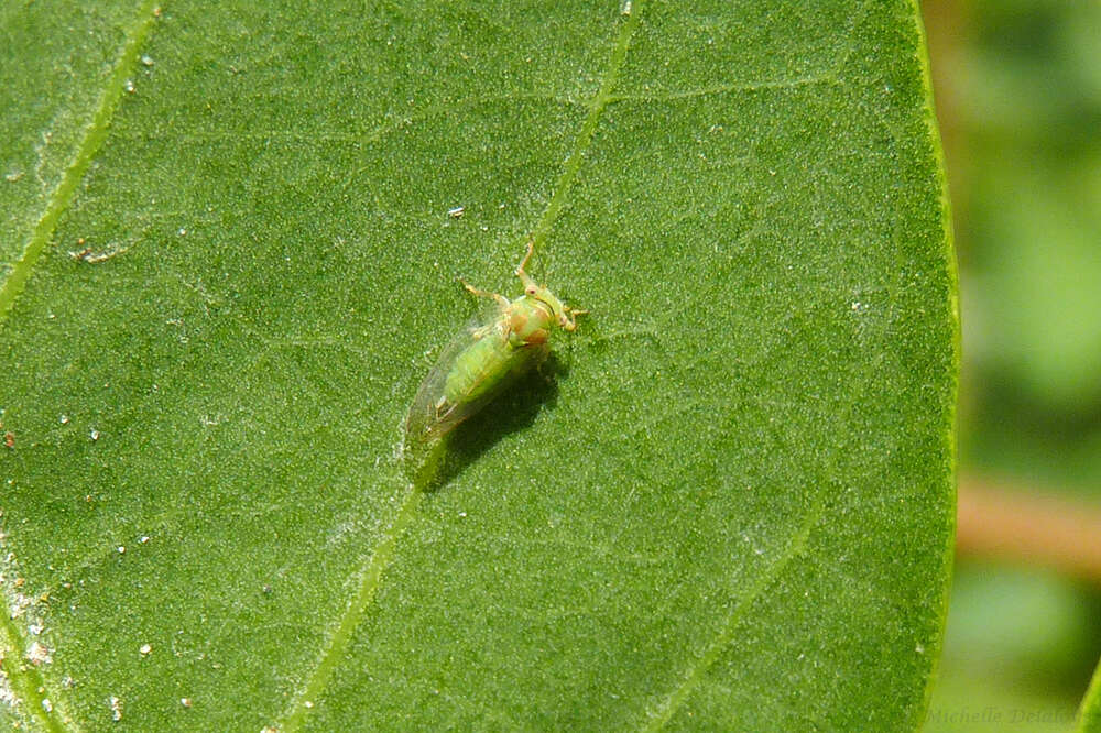 Слика од Platycorypha erythrinae (Lizer 1918)