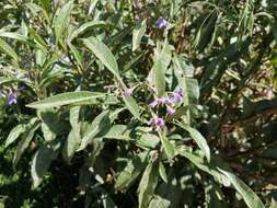 Image of Solanum nitidum Ruiz & Pav.