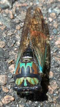 Image of <i>Neotibicen lyricen virescens</i>