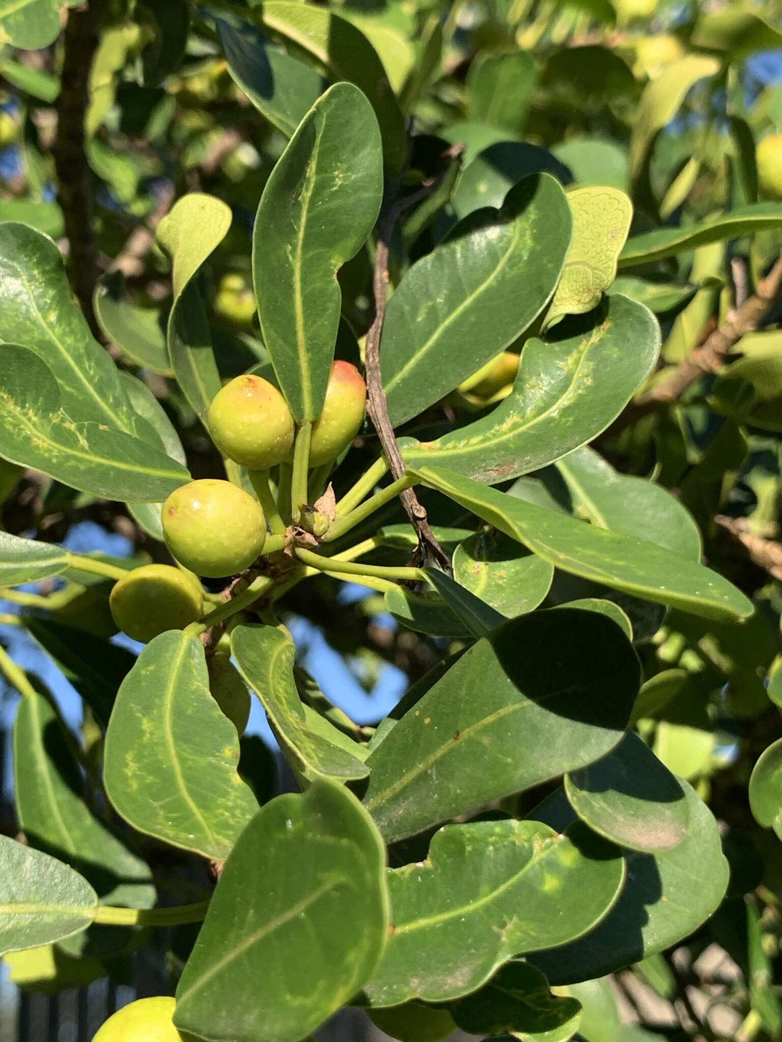 Ficus natalensis subsp. natalensis的圖片