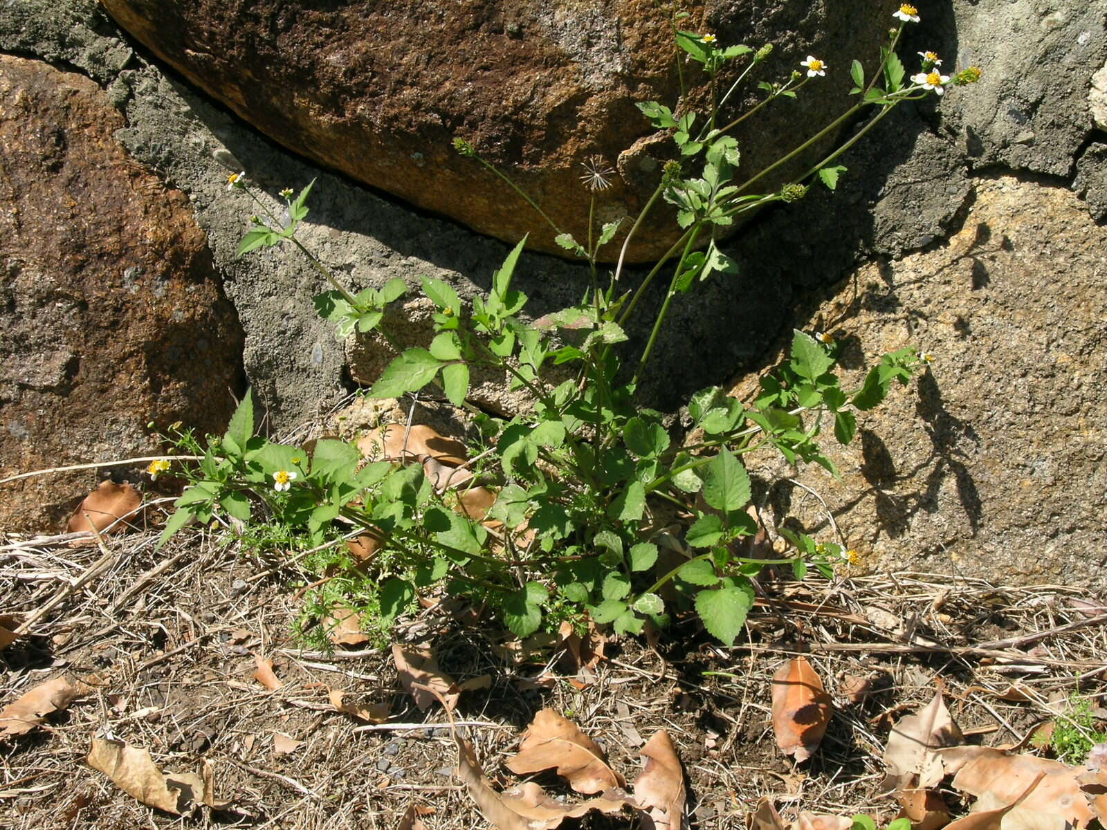 Image of hairy beggarticks