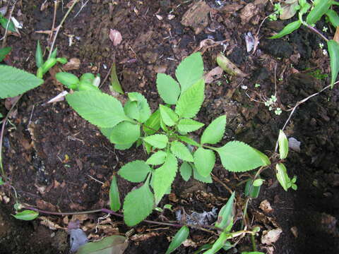 Image of hairy beggarticks