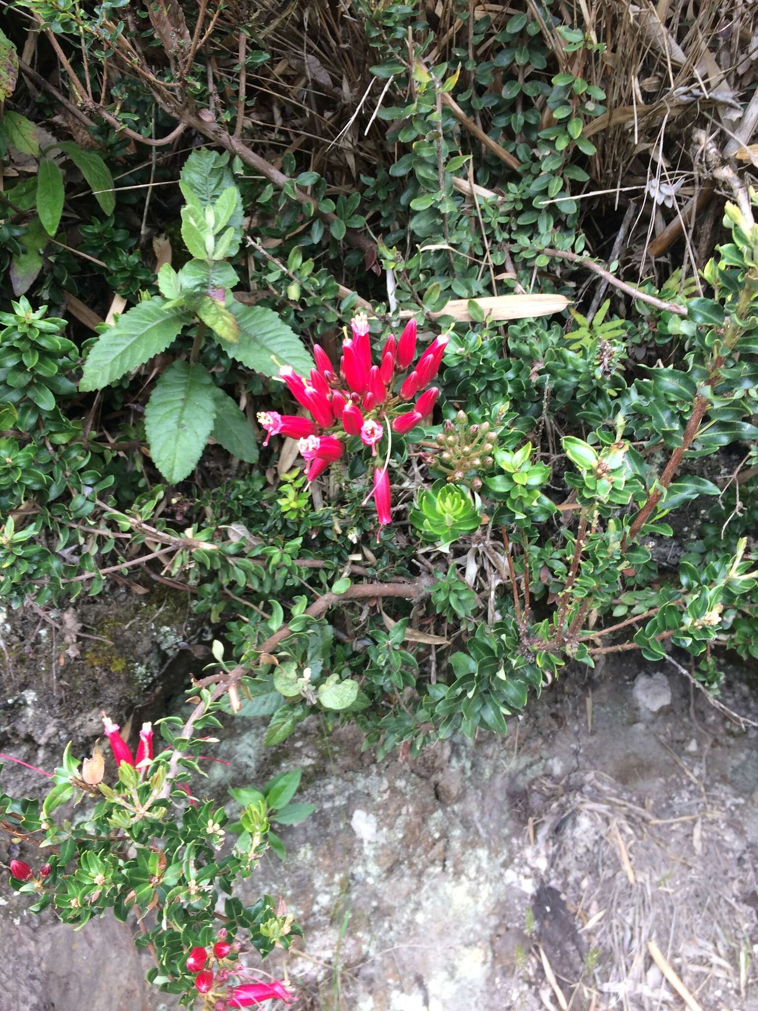 Image de Bejaria resinosa Mutis ex L. fil.