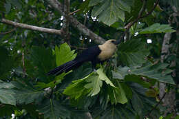 Image of Buff-headed Coucal