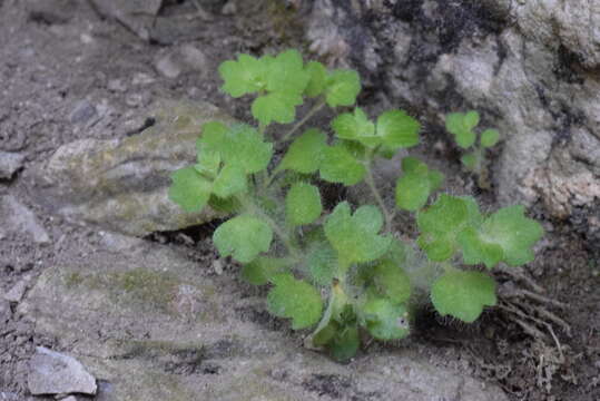 Sivun Saxifraga arachnoidea Sternb. kuva