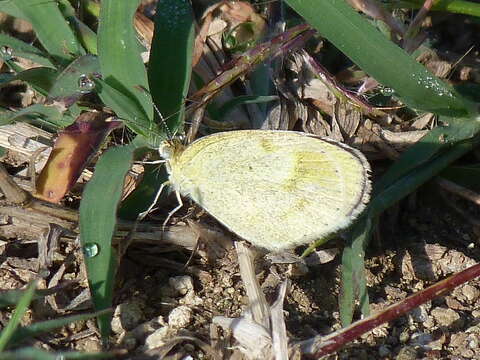 Imagem de Eurema lucina (Poey (1852))