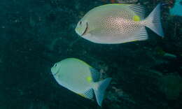 Image of Golden rabbitfish