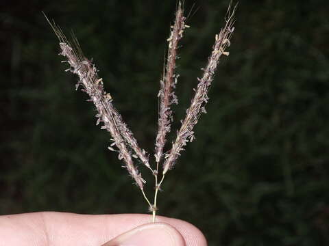 Image of medio bluestem