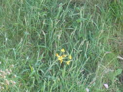 Image of Tephroseris integrifolia subsp. maritima (Syme) B. Nord.