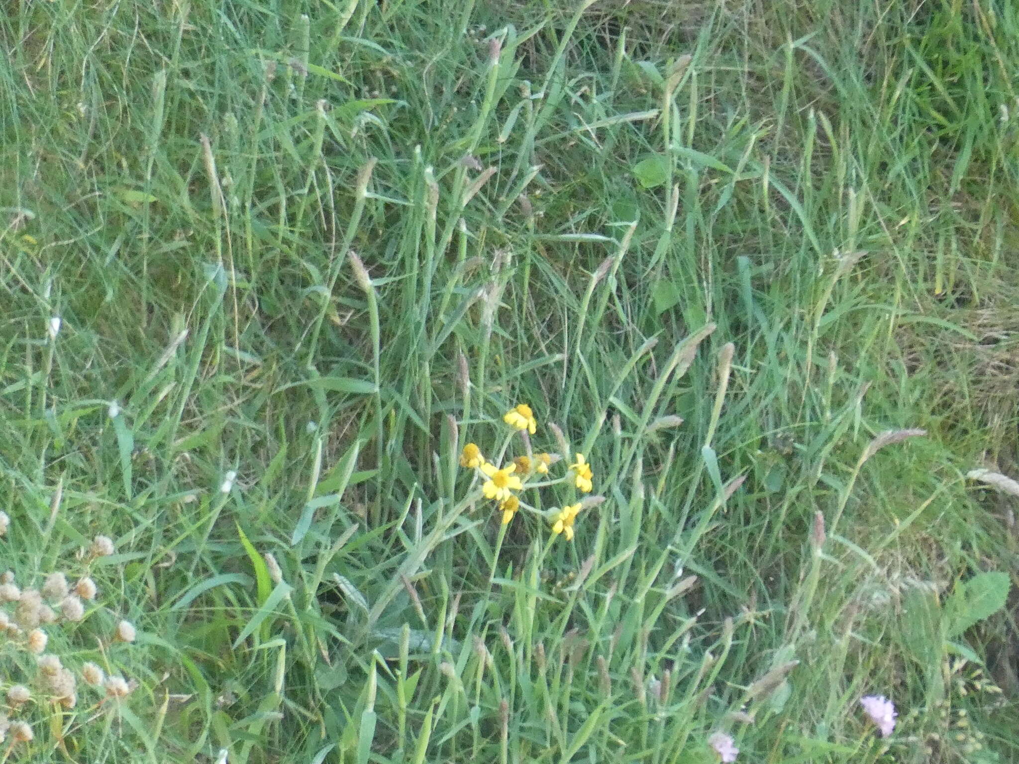 Imagem de Tephroseris integrifolia subsp. maritima (Syme) B. Nord.