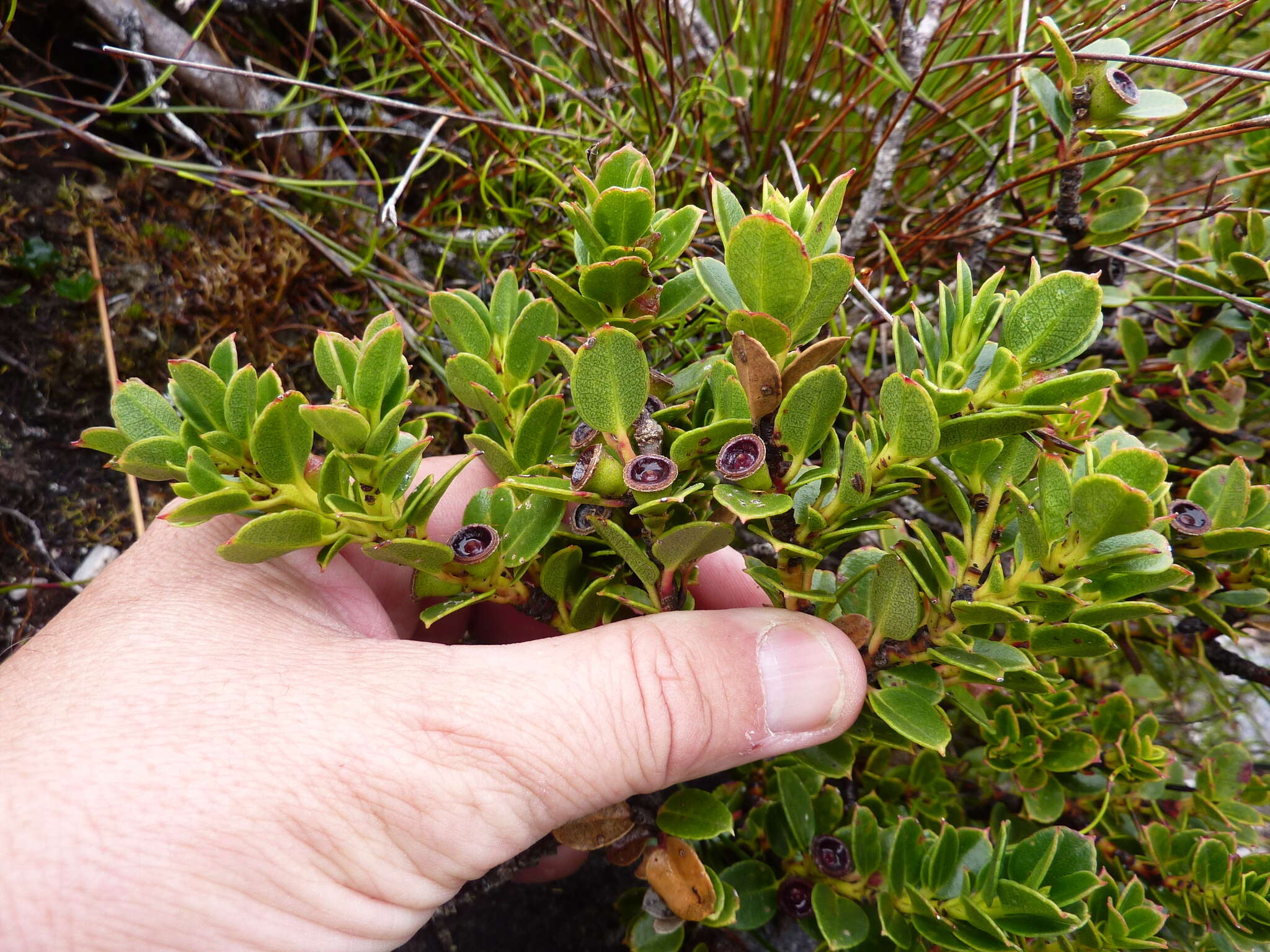 Image of Eucalyptus vernicosa Hook. fil.