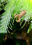 Image of Caretta Robber Frog