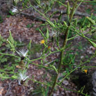 Imagem de Lactuca canadensis L.