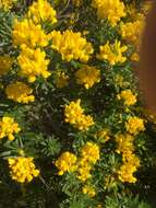 صورة Genista linifolia L.