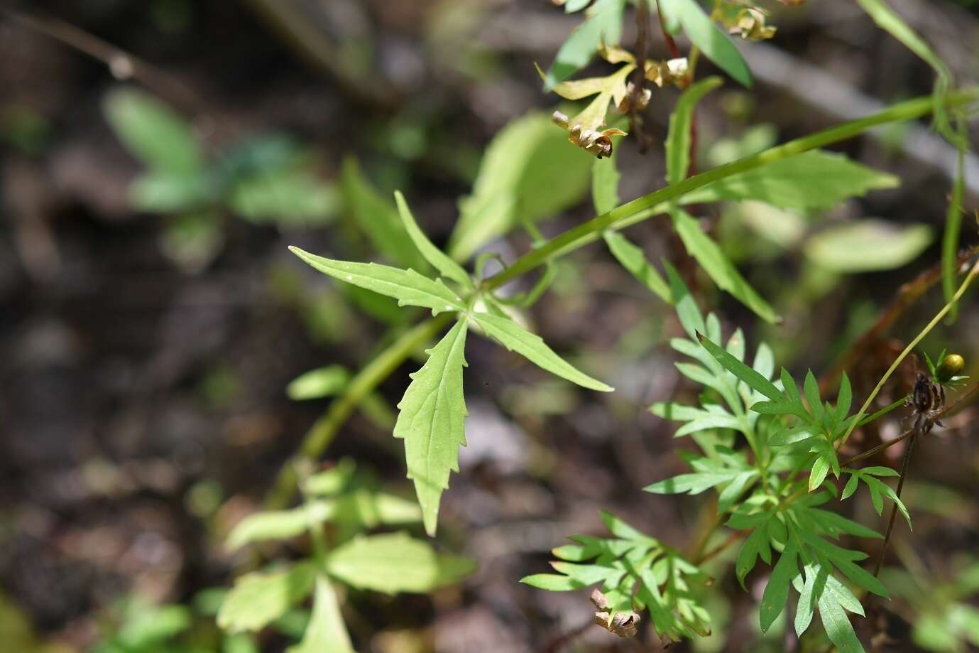 صورة Valeriana sorbifolia Kunth