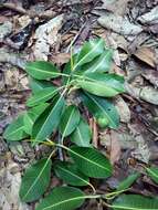 Image of Ficus insipida Willd.