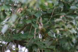 Image of Japanese Green Woodpecker