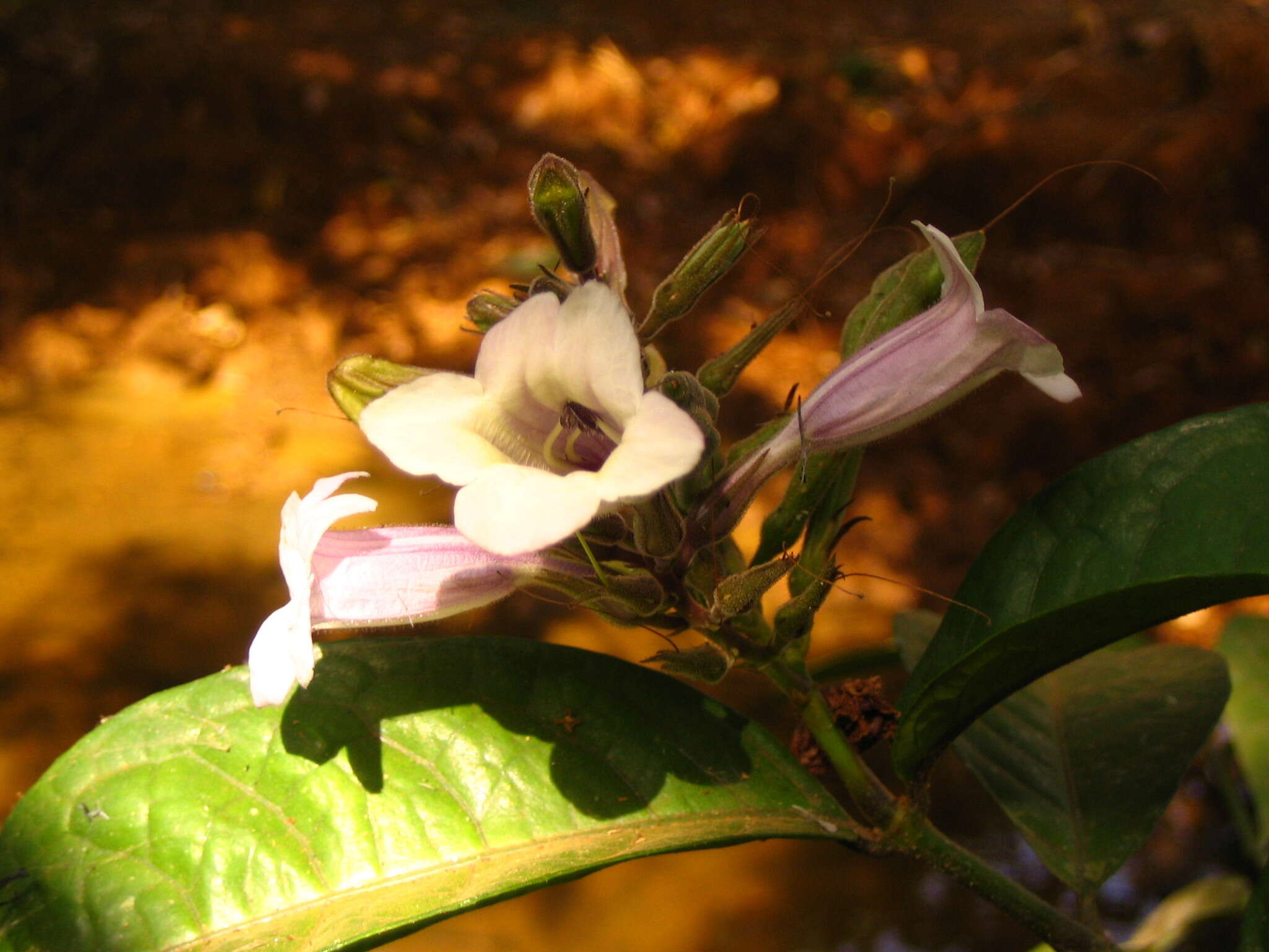 Image of Asystasia scandens (Lindl.) Hook.