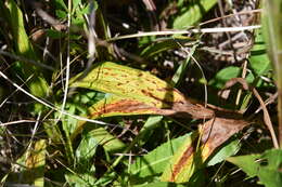 Image of Carex siderosticta Hance