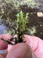 Image of small waterwort