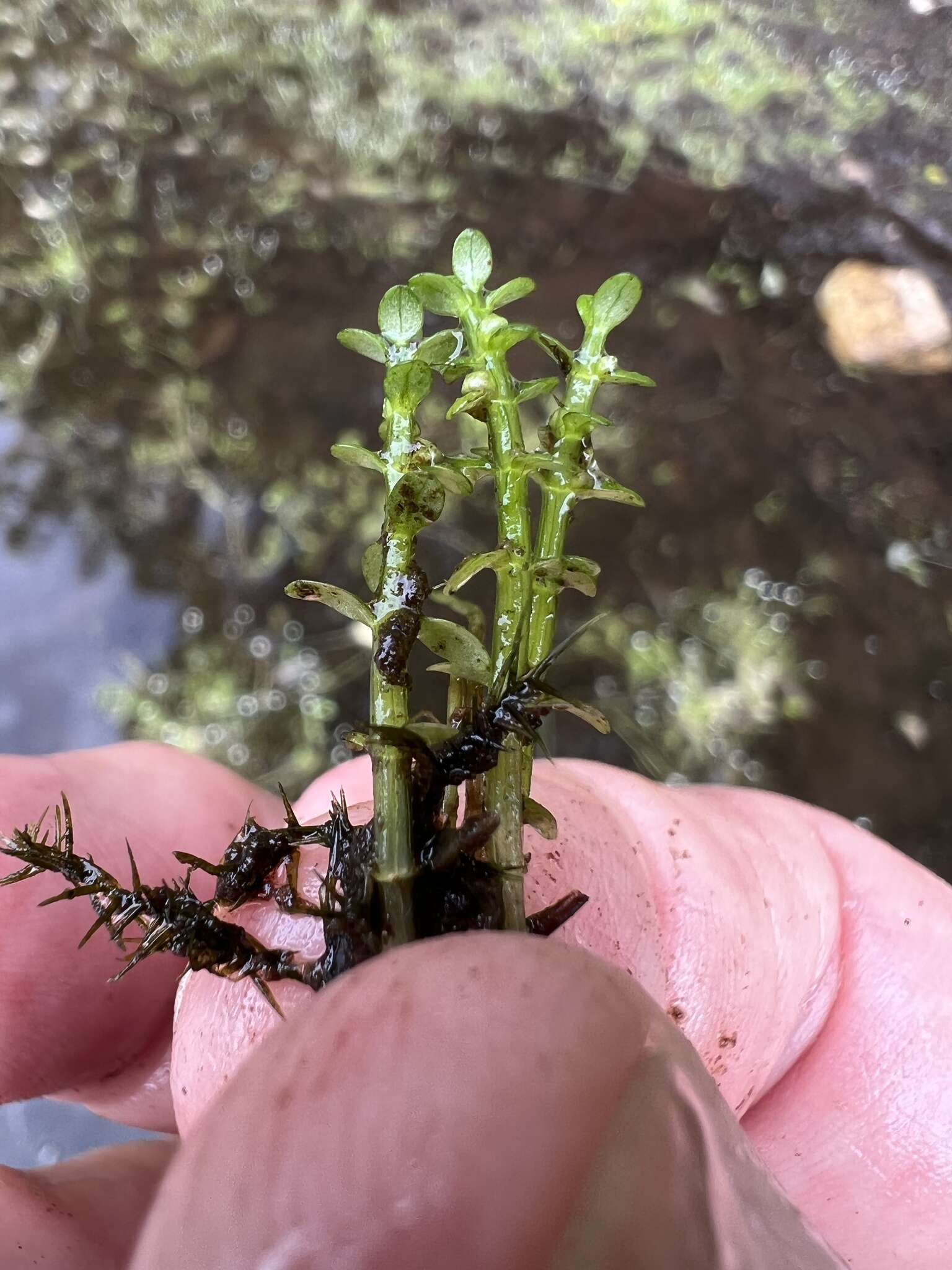 Image of small waterwort