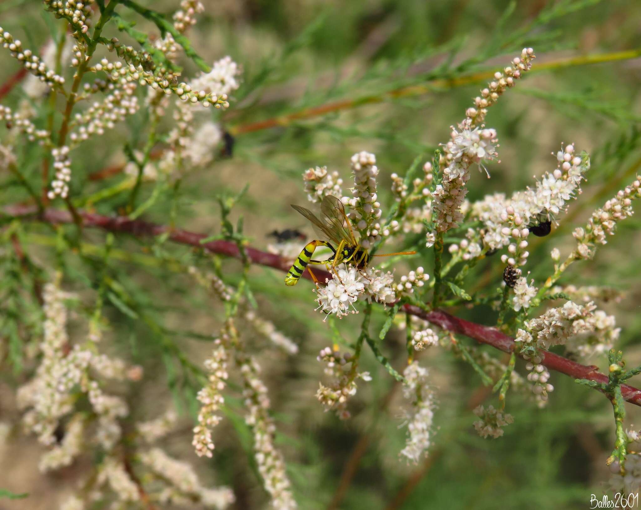 Imagem de Hellwigia elegans Gravenhorst 1823