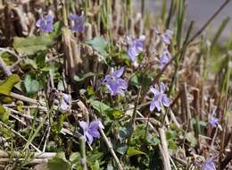 Image of Viola grypoceras A. Gray