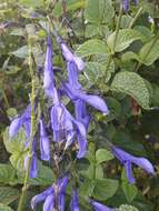 Salvia coerulea Benth. resmi