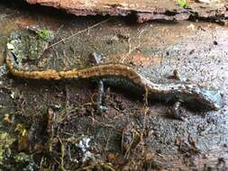 Image of Roberts' False Brook Salamander