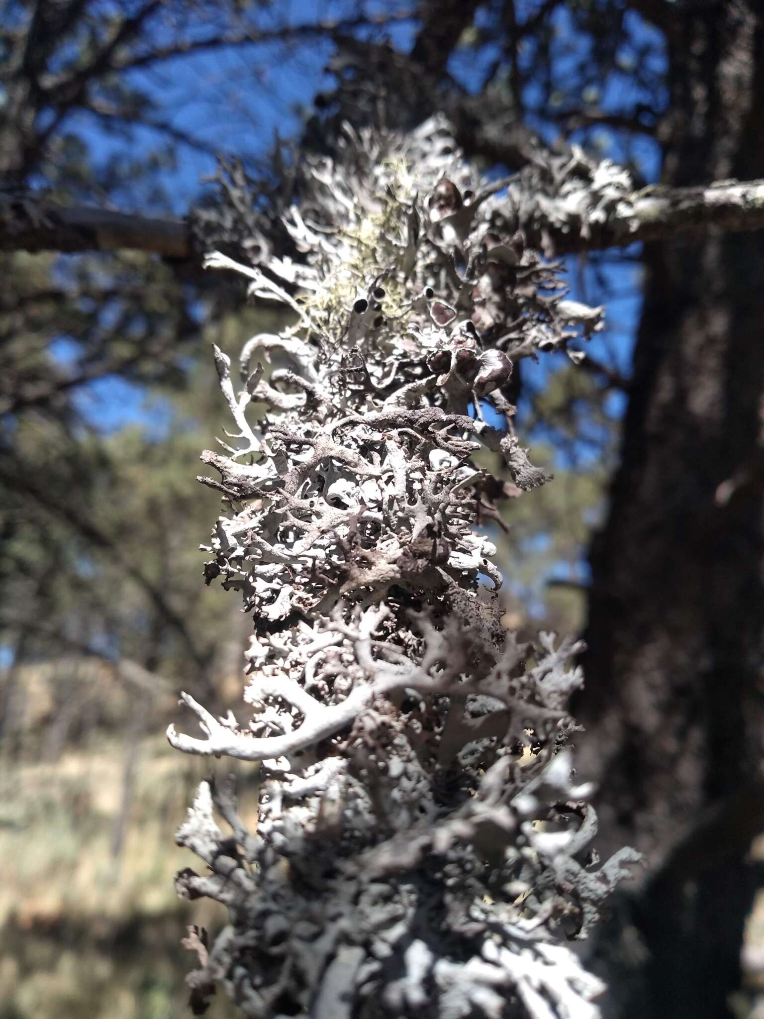 Image of Pseudevernia intensa (Nyl.) Hale & W. L. Culb.