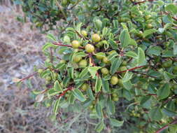 Image of Rhamnus intermedia Steudel & Hochst.