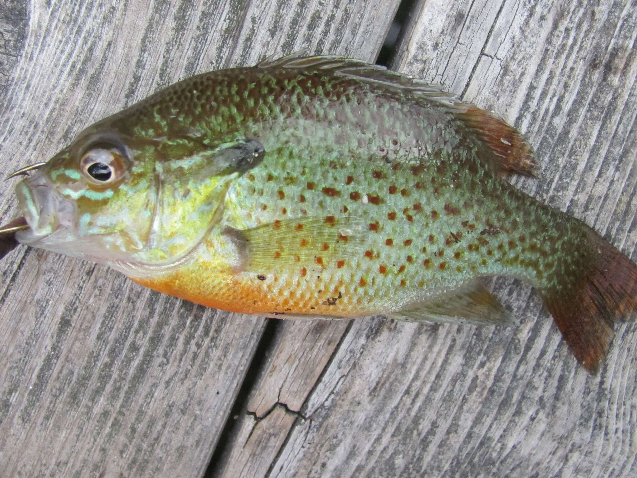 Image of Redbreast Sunfish