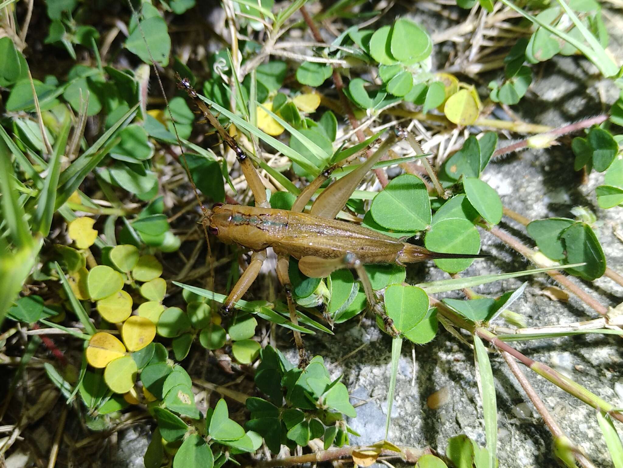 Image of Hexacentrus fuscipes Matsumura, S. & Shiraki 1908