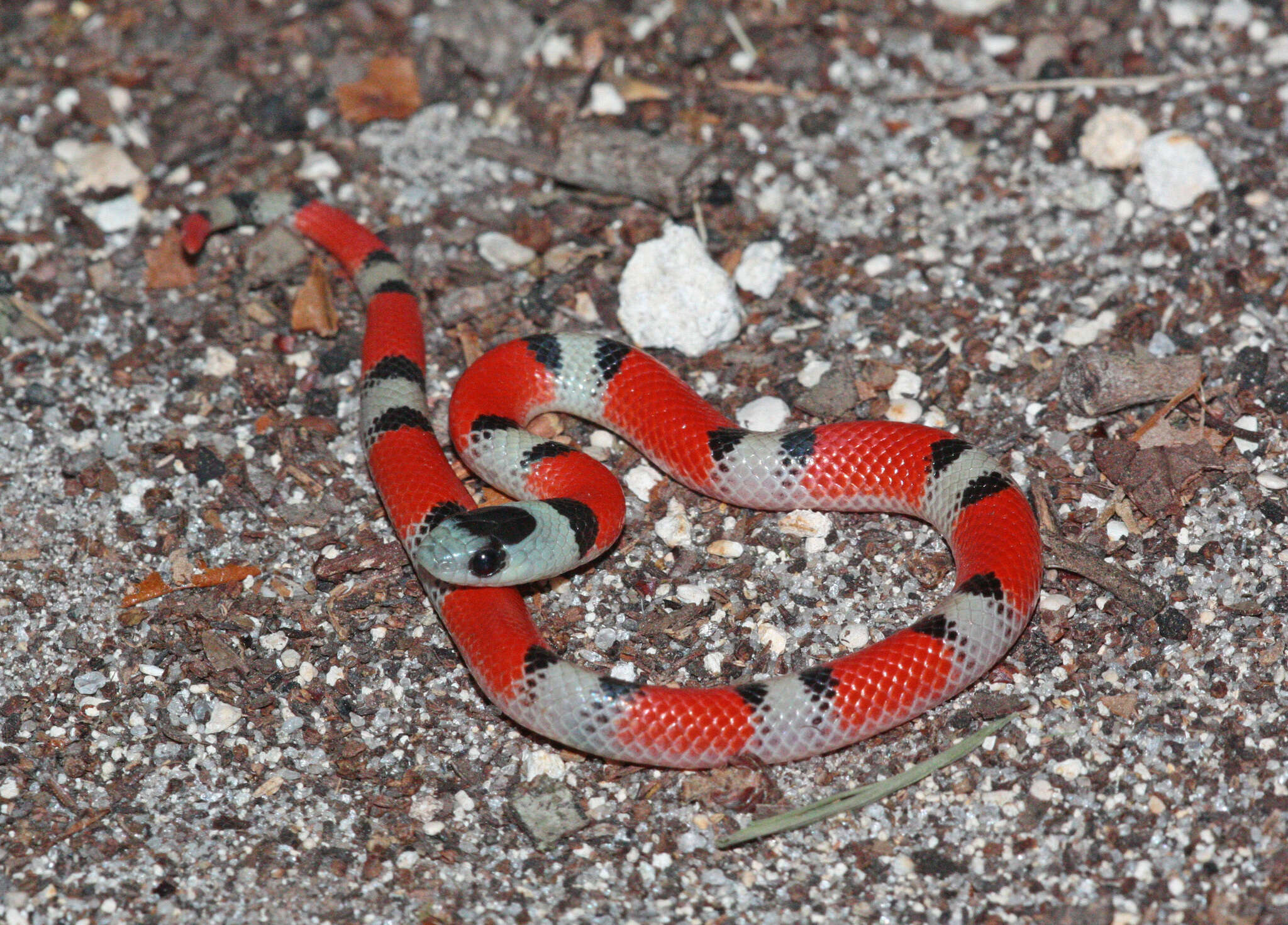 Image of Filetail Ground Snake